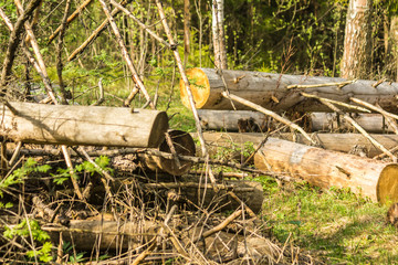 Spring taiga. Spruce trunks sawn into pieces. A good background for a site about forest, nature, park, plants, travel and the seasons.