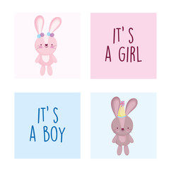 boy or girl, gender reveal cute rabbit female and male cards