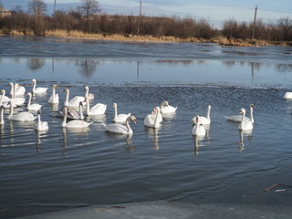 swans on the lake