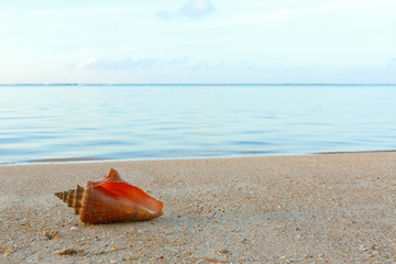 Fototapeta na wymiar Sea shell on tropical beach. Summer sea landscape.
