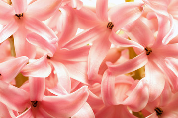 Close up shot of a hyacinth flower on a sunny spring day