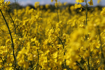 Ein Rapsfeld im Frühling in Norddeutschland
