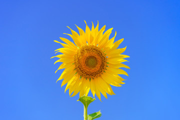 Beautiful sunflower on blue sky background.