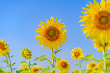 Beautiful sunflower on blue sky background.