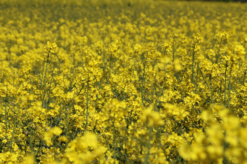 Obraz premium Ein Rapsfeld im Frühling in Norddeutschland