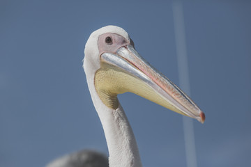 A wild pelican at the walfisbay near Swakopmund, Namibia
