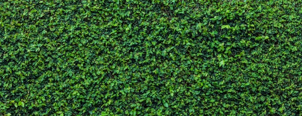 Gartenposter Grüne Blätter Hintergrund © AlenKadr