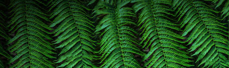 Tropical palm leaves,