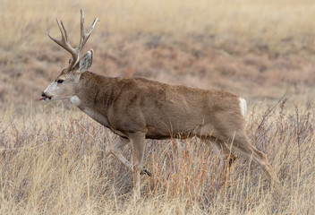 Buck Mule Deer in the Fall rut
