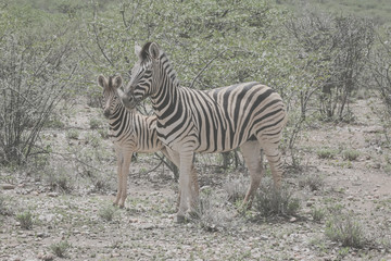 A zebra and her foal  at the Etosha national park, Namibia