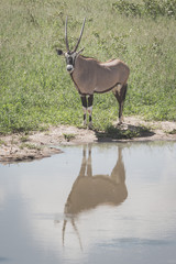 An Oryx Antelope roaming the Etosha national park, Namibia