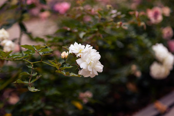 Spray roses flowers in a city park. Flowers of roses close-up.