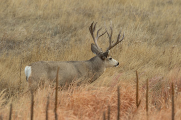 Obraz premium Buck Mule Deer in the Fall rut
