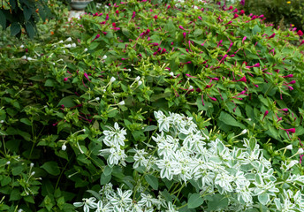 Euphorbia fringed and mirabilis on a flower bed in the city. Flowers close-up on a sunny summer day...