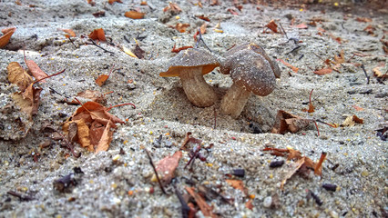 Tricholoma populinum. Mushrooms on the sand among the fallen autumn foliage. Cloudy autumn day in nature.