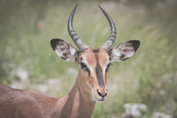Naklejka na ściany i meble An Antelope at the Etosha National Park