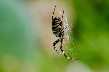 Zebraspinne im Netz seitlich von oben