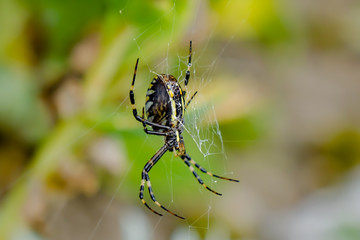 Zebraspinne hängt im Netz von unten