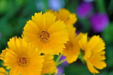 Yellow Flowers with Purple Blurred Flowers in Background