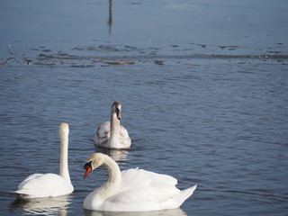 swans on the lake