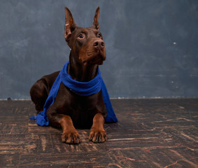 Doberman brown color standing ears, long slender legs, wears beautiful blue scarf, lying on floor, look up. Free space advertising text. Close-up portrait of dogs muzzle. Horizontal shot of animal
