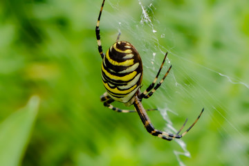 Zebraspinne seitlicher Verlauf