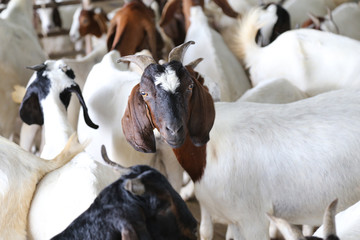 Local family goats on the farm.