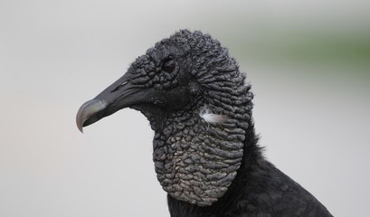 black buzzard close up