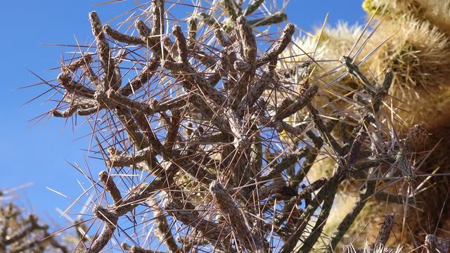 Arizona pencil cholla with long yellow spines against the blue sky. Christmas cholla, tasajillo (Cylindropuntia leptocaulis). Joshua Tree National Park.