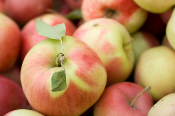 Juicy apples with selective focus