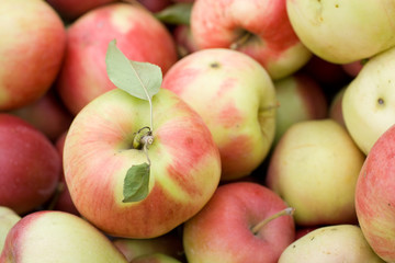 Juicy apples with selective focus