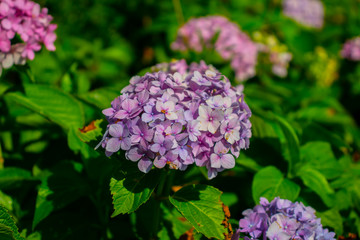 A purple hydrangea on green leaves
