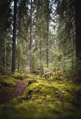 Moody forrest nature in finland view in a mossy and very green succlucent way for living in the...