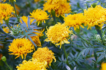 Tagetes erecta, commonly called tagete, a species of the Asteraceae family. Marigold flower (Mexican, Aztec or African marigold) in the garden.