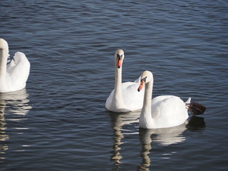 Obraz premium swans on the lake