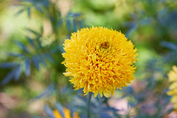 Tagetes erecta, commonly called tagete, a species of the Asteraceae family. Marigold flower (Mexican, Aztec or African marigold) in the garden.
