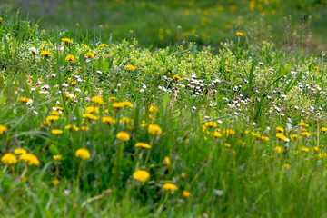 dandelions and other weeds among the grass. an overgrown backyard needs clearing. springtime lawn...