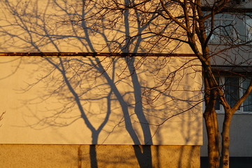 The shadow of the tree branches on the wall of the house, lit by the sun