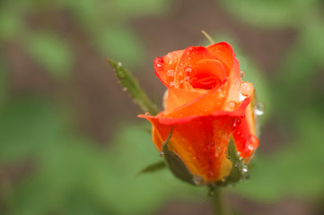 Fototapeta premium Close up of a rose with water drops. Women's day rose concept. Macro roses and place for text. Mother's day flowers and copy space. Natural texture of roses.