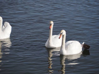 Obraz premium swans on the lake