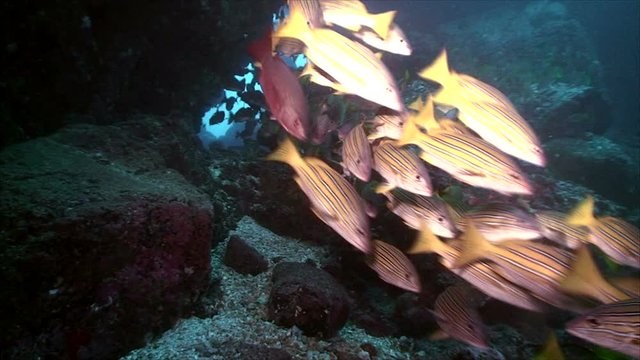 School of tropical fish, cocos island