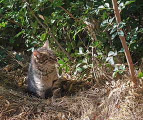 Naklejka na ściany i meble profile of a homeless kitten on the grass in the sun in the garden