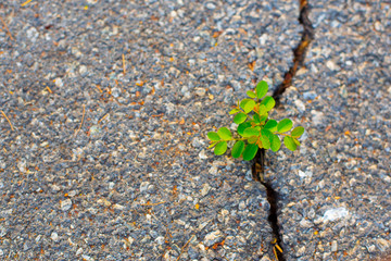 Trees that grow on the surface of the concrete cracks.
