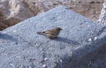 profile of a lone sparrow on a large gray stone