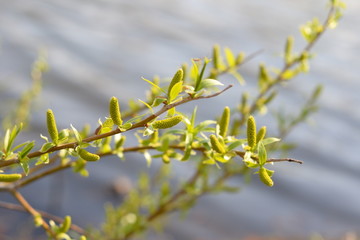 spring branch covered with yellow buds, spring willow branch on the background of wate