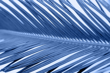 Abstract background with palm tree branch in classic blue color.