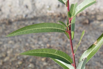 Red Willow, Salix Laevigata, only succeeds in moist conditions. On Mission Creek Preserve, the Colorado and Mojave Deserts intermingle, and these plants grow native along the banks of a watercourse. © Jared Quentin
