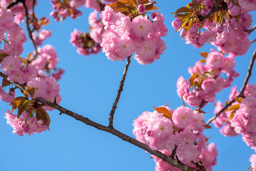 cherry blossom on the blue sky background. wonderful spring nature scenery