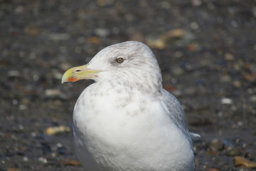 seagull on a rock