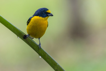 Scrub Euphonia (Euphonia affinis) perched on a branch, La Fortuna, Costa Rica